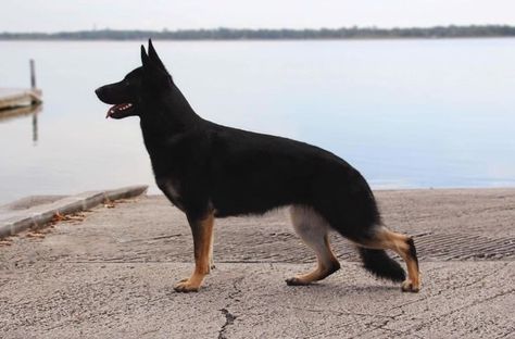 Black Tick, Sheperd Dogs, Herding Dogs Breeds, German Sheperd Dogs, Ticks On Dogs, Spitz Dogs, Cattle Dogs, Herding Dogs, Shepherd Dogs