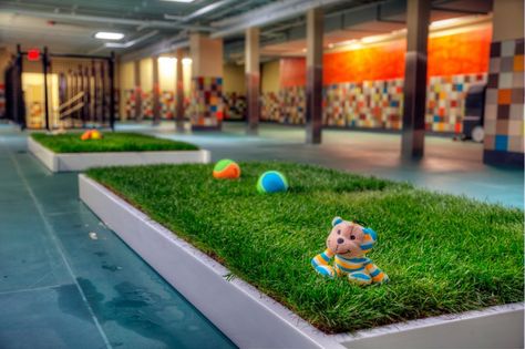 Pooch Hotel features indoor live grass for dogs to use the restroom.(Courtesy of Pooch Hotel) Dog Architecture, Dog Boarding Ideas, Dog Daycare Business, Indoor Dog Park, Luxury Dog Kennels, Boarding Kennels, Dog Boarding Kennels, Dog Kennel Designs, Kennel Ideas