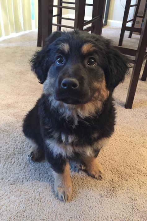 Golden Retriever and Australian Shepard mix breed. Rottweiler Australian Shepherd, Rottweiler Golden Retriever, German Shepard Golden Retriever Mix Puppy, Golden Retriever Rottweiler, Golden Retriever Mix With German Shepard, Rottweiler And German Shepherd, Golden Retriever Australian Shepherd, Cute Dog Mixes, Australian Shepard Mix