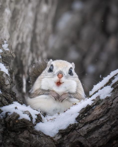 Japanese Flying Squirrel, Flying Squirrels, Cute Animal Tattoos, Cute Critters, Tattoo Nature, Northern Island, Flying Squirrel, Winter Animals, Cute Animals Images