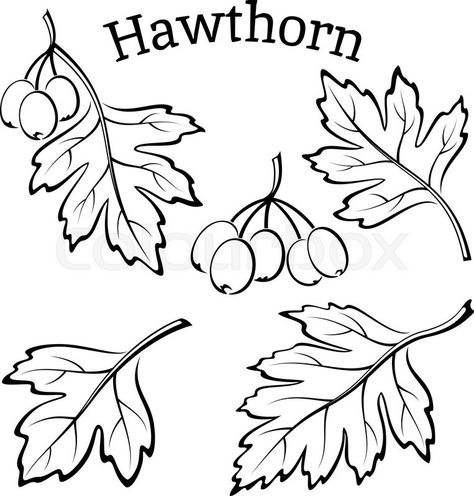 Tree Symbolism, Hawthorn Leaf, Branches With Leaves, Black Contour, Hawthorn Tree, Leaf Clipart, Leaf Drawing, Tree Leaves, Creative Crafts