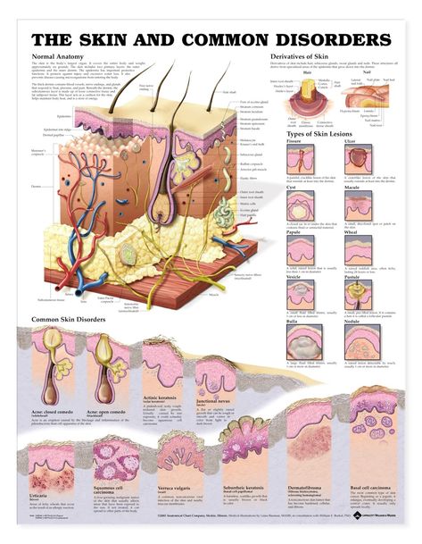 Skin Anatomy, Skin Moles, Info Board, Anatomy Models, Makeup Supplies, Skin Science, Beauty Therapy, Lose Pounds, Skin Disorders