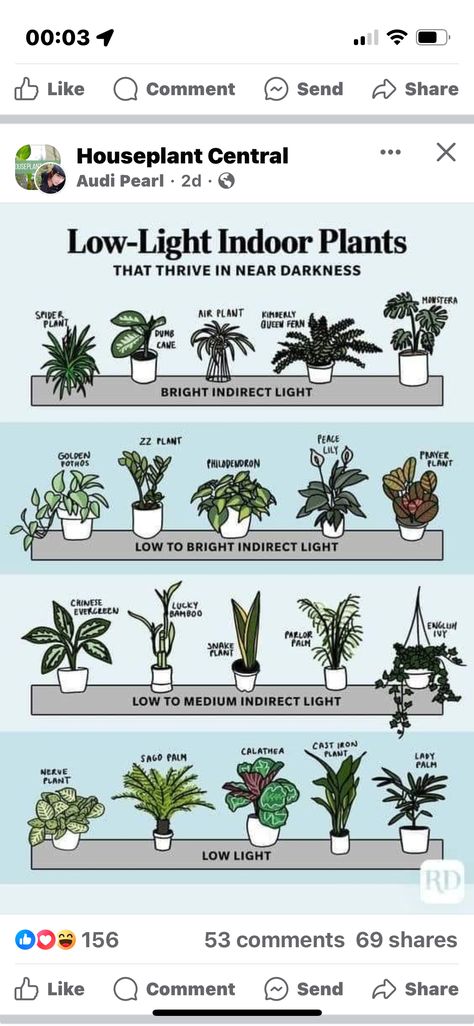 Nerve Plant, Low Light Indoor Plants, Sago Palm, Parlor Palm, Calathea Plant, Philodendron Plant, Plant Care Houseplant, Golden Pothos, Zz Plant