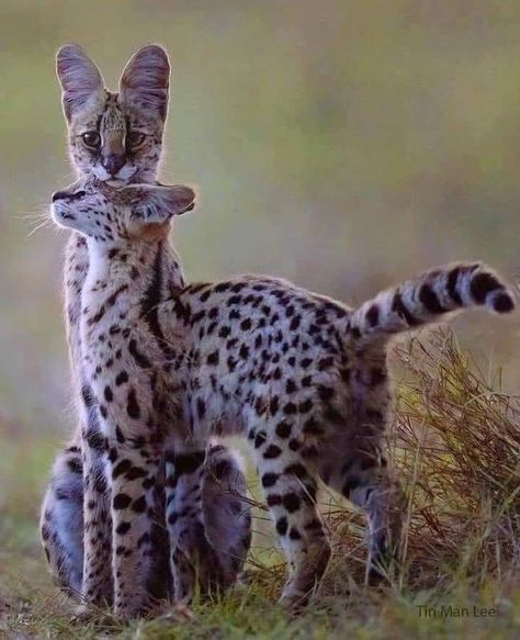 National Geographic | Boa noite 🌃 | Facebook African Serval Cat, Serval Cat, Serval Cats, Wild Animals Photography, Kinds Of Cats, Cheetahs, African Wildlife, Cute Funny Dogs, Vintage Portraits