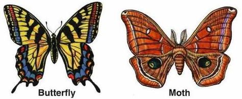 Butterfly Vs Moth, Butterfly Information, Cabbage Butterfly, Butterfly And Moth, Sunset Moth, Atlas Moth, Moth Wings, Butterfly Species, Bees And Wasps