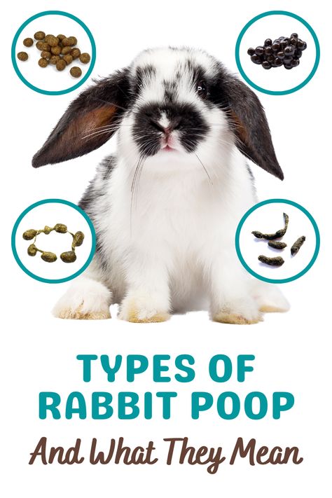 Knowing how to interpret your rabbit's poop can provide valuable insight into their digestive health and overall well-being. It's important to be able to identify abnormal feces so you can promptly address any potential health issues. Rabbit Poop Fertilizer, Rabbit Poop Guide, How To Take Care Of A Rabbit, Rabbit Bonding Tips, Plants Rabbits Wont Eat, White Worms, Mini Rex Rabbit, Fiber Animals, Flemish Giant Rabbit Care