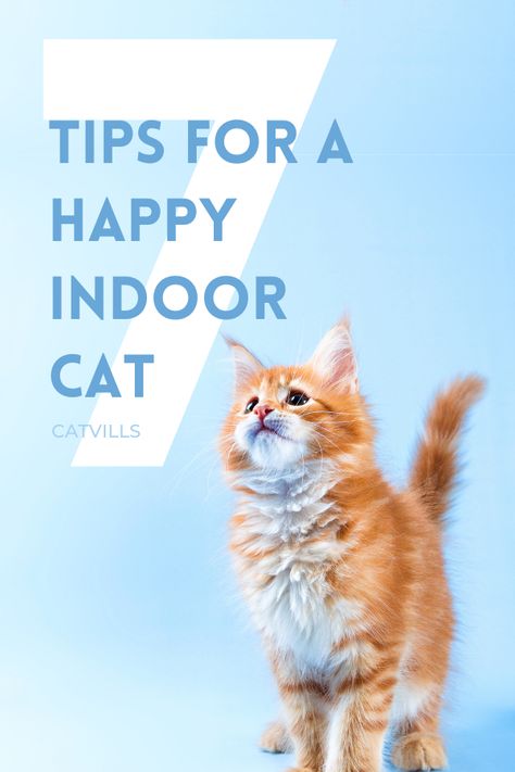 How To Take Care Of Cats Tips, Cat Mom Tips, How To Take Care Of Cats, How To Pet A Cat, New Cat Owner Tips, Cat Stimulation Ideas, Cat Tips Indoor, Cat Owner Hacks, Cat Knowledge