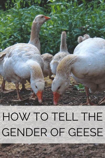 It can be a little difficult to tell whether you have a goose or a gander. Other than a few autosexing breeds, geese mostly look the same for both sexes. Goose Enclosure Ideas, Goose Shelter Ideas, Goose Pen Ideas, Goose Habitat, Goose Coop Ideas, Goose House Ideas, Geese Coop, Geese House Ideas, Geese House