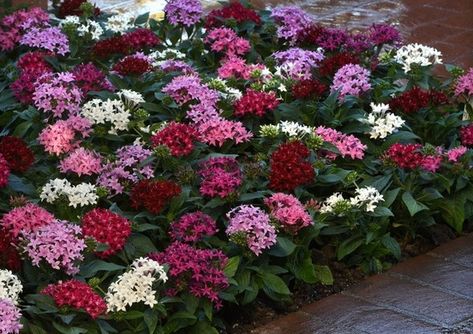 Pentas Lucky Star® - Mix Annual Flowers, Pink Blossom, Flower Bed, Lucky Star, Yard Landscaping, Live Plants, Garden Seeds, Front Yard Landscaping, Garden Beds