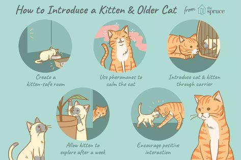 Cat Having Kittens, Pet Things, New Kitten, Cat Language, Older Cats, Cat Info, Cat Hacks, Pet Mom, Cat Care Tips