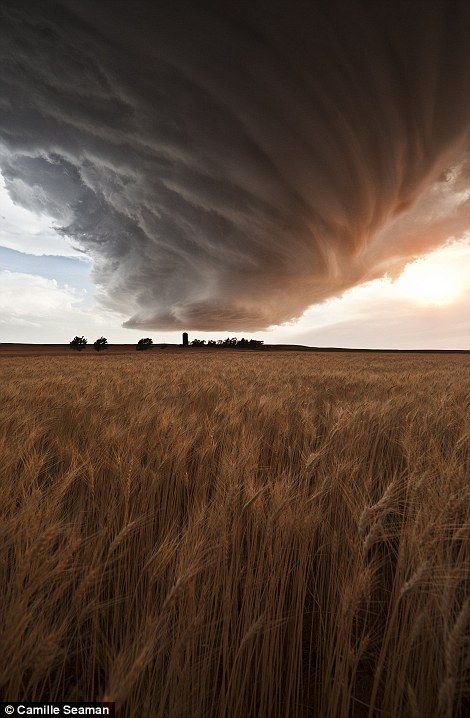 // Dramatic Clouds, Cloud Formations, Storm Chasing, Wild Weather, Wheat Field, Weather Photos, Crop Circles, Meteorology, Storm Clouds