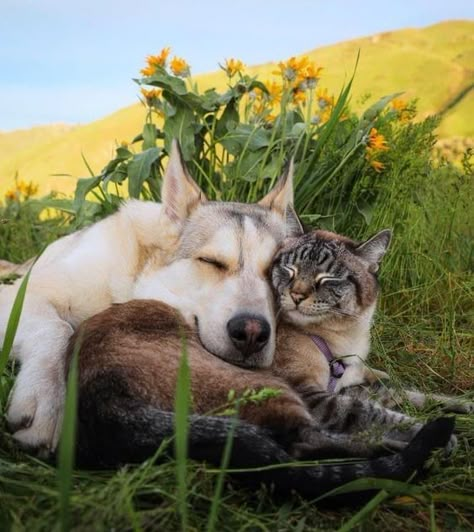 Animal Friendships, Cat References, Beautiful Friendship, Dog Garden, Animals Friendship, Cat Travel, Two Cats, Funny Pets, Cats Love