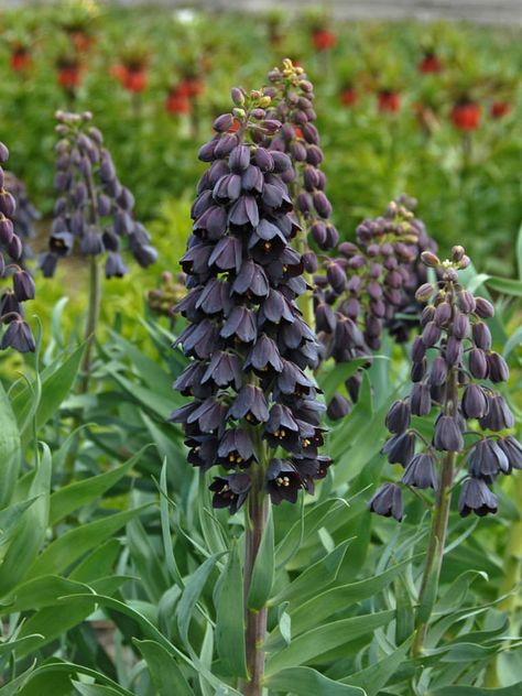 Fritillaria persica (Persian Lily) #fritillaria #plantopedia #FloweringPlant #flowers #FloweringPlants #flower #blooming #FlowerGarden Persian Lily, Fritillaria Persica, Fall Perennials, Goth Garden, Perennial Bulbs, Gothic Garden, Amaryllis Bulbs, Plum Flowers, Black Garden