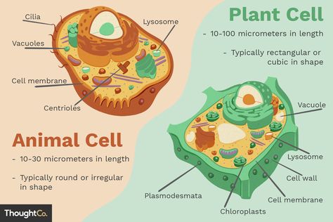 Plant and animal cells are similar in that both are eukaryotic cells. However, there are several important differences between these two cell types. Plant Cell Diagram, Cell Diagram, Animal Cell, Plant Cell, I Hope