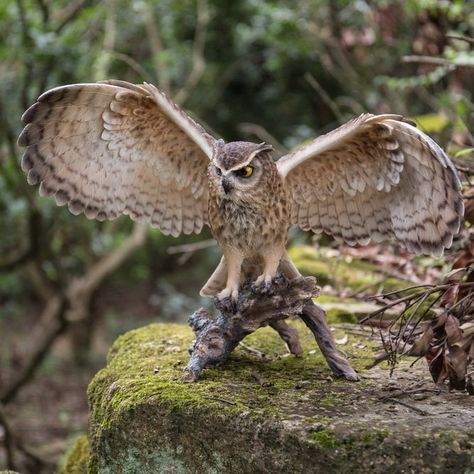 Hi-Line Gift Ltd. Eagle Owl on Branch with Open Wings Garden Statue - 87727 Garden Animal Statues, Owl On Branch, Garden Owl, Open Wings, Eagle Owl, Garden Animals, Owl Pictures, Beautiful Owl, Animal Statues