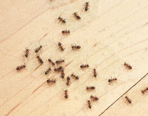 12 Simple Ways to Control Little Ants Ants In Kitchen, Home Remedies For Ants, Household Bugs, Sugar Ants, Types Of Ants, Tiny Ants, Ant Repellent, Ant Problem, Ants In House