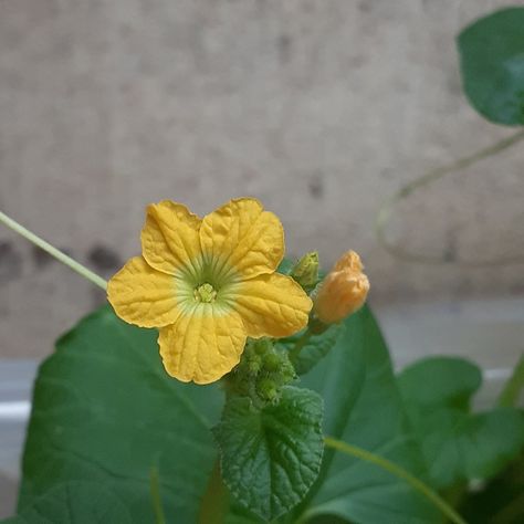 Cantaloupe Flower| Nature's Gift | Tree | flower | garden | flowers | outdoor The cantaloupe plant, also known as muskmelon, is a popular melon that is commonly grown in many home gardens, as well as commercially. It is easily recognized by the net-like rind and sweet orange color inside. Cantaloupes are closely related to cucumbers, squash, and pumpkins, therefore, share similar growing conditions. Cantaloupe Plant, Tattoo Jimin, Fruit Blossoms, Squash Flowers, Gift Tree, Types Of Fruit, Home Gardens, Plant Garden, Tree Gift