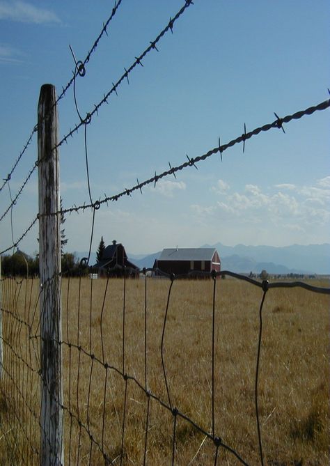 Barn Through Barb Wire Fence Barb Wire Fence, Australian Gothic, Fences Alternative, Wire Fences, Barbed Wire Fencing, Country Fences, Fence Planters, Fence Plants, Farm Scenes