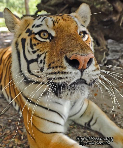 Good morning Big Cat Rescue Friends! ☀️ Miss Dutchess Tiger wishes you a wonderful Whiskers Wednesday! Big Cat Rescue, Have A Wonderful Day, Big Cat, Cat Rescue, Wonderful Day, Big Cats, Tigers, Animals Wild, Good Morning