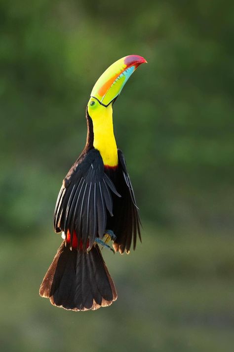 Keel-billed Toucan (Ramphastos sulfuratus) / Toucan à carène / Image by sambathsubbaiah (Sambath Subbaiah) from instagram Keel Billed Toucan, Types Of Fruit, Majestic Animals, Weird Animals, From Instagram, Birdy, Reptiles, Animals Beautiful, Birds