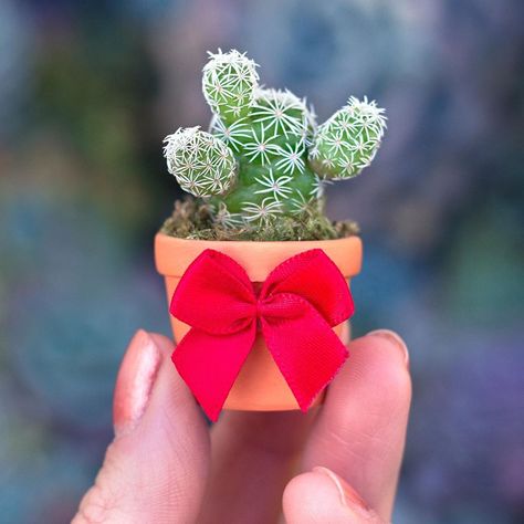 Mini Cactus Garden, How To Grow Cactus, Succulent Outdoor, Succulents Wallpaper, Succulent Photography, Tiny Cactus, Succulent Garden Diy, Succulent Art, Mini Cactus