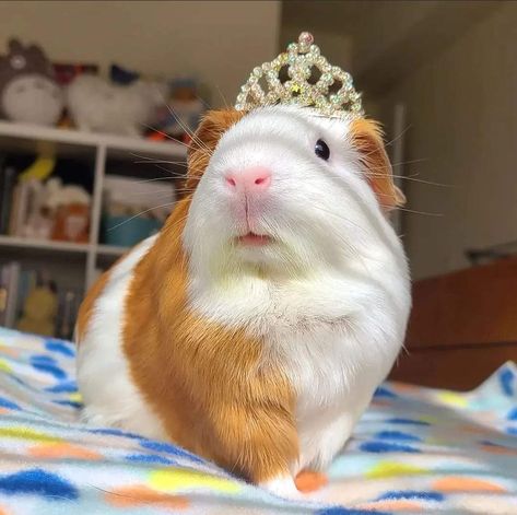 Majestic Hair, Pig Pics, Guinea Pigs Funny, Baby Guinea Pigs, Pig Pictures, Pet Guinea Pigs, Little Creatures, Guinea Pig Care, Cute Small Animals