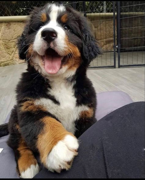 Mountain Bernese, Burmese Mountain Dogs, Hot Dog Party, Bernese Puppy, Bernese Mountain Dog Puppy, Cute Dogs Images, Cute Animals Puppies, Very Cute Dogs, Pretty Animals