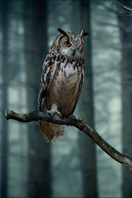 Owl Photography, Owl Images, Owl Wallpaper, Eagle Bird, Owl Photos, Owl Pictures, Beautiful Owl, Great Horned Owl, Owl Bird