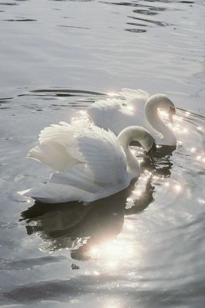 Angelcore Aesthetic, Angel Demon, Angel Aesthetic, White Swan, + Core + Aesthetic, Swan Lake, Ethereal Art, Light Makeup, Swans