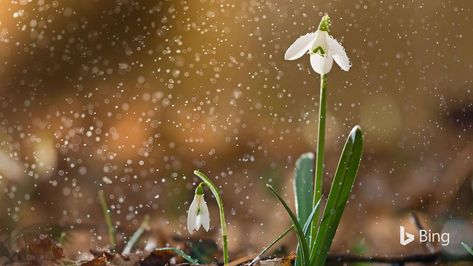 Native to Western Europe, and especially popular in Great Britain, snowdrops are the bulb you'll want to plant if the cold, drab landsc... Snowdrop Flower, Plants Uk, White Flower Farm, Outdoor Beds, Spring Flowering Bulbs, Peat Moss, Woodland Garden, Cut Flowers, Garden Plants