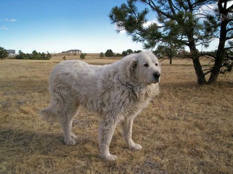 Great Pyrenees...the biggest pain in the butt dog and I can't wait to have another one. Pyrenean Mountain Dog, Royal Dog, Pyrenees Mountains, Pyrenees Dog, Top Dog Breeds, Pecking Order, Great Pyrenees Dog, Pull Cart, The Outset