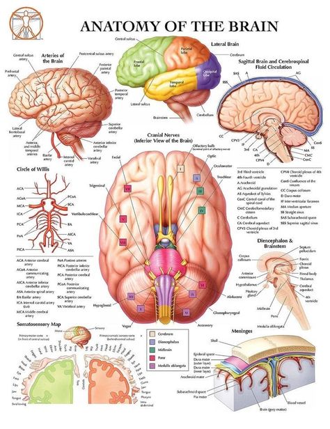 Anatomy Of The Brain, Nurse Meme, Brain Anatomy And Function, Poster Anatomy, Brain Poster, Learn Biology, Basic Anatomy And Physiology, Nurse Study Notes, Biology Facts