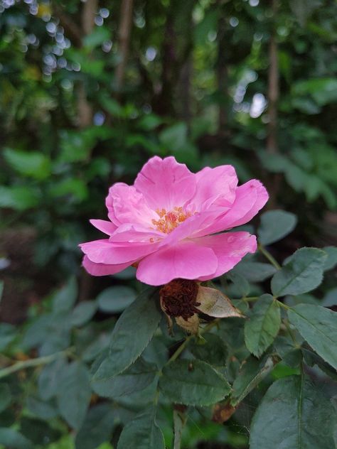 Flower Pink Rose Kerala, #Pink, #Rose, #Kerala, #Flower Kerala Flowers, Green Plants, Free Pictures, Free Photo, Kerala, Pink Rose, Free Photos, Green Leaves, Free Images