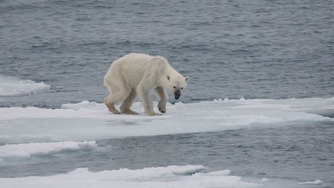 By now, we are all familiar with the idea that Polar Bears are disappearing, but a recent image from Kerstin Langenberger Photography of an emaciated bear in the Arctic solidifies what exactly this means. Arctic Ice, Green Planet, Daily Pictures, Animal Sanctuary, Endangered Animals, Polar Bears, Grizzly Bear, Black Bear, Key West