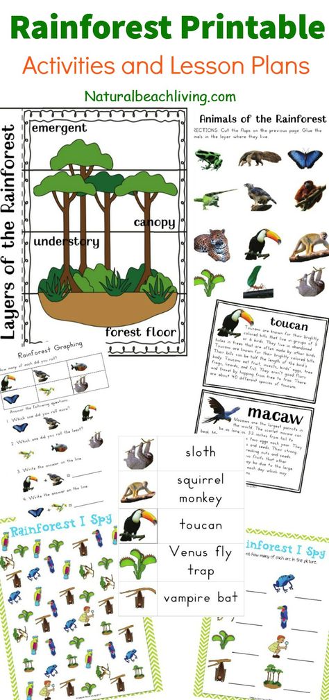 The Best Rainforest Printable Activities, Perfect for a rainforest theme unit study, kids activities & animal habitats, Rainforest Ecology, climate, animals #rainforest #kindergarten #homeschool #unitstudy #preschool Rainforest Worksheets, Rainforest Preschool, Rainforest Classroom, Rainforest Crafts, Rainforest Project, Rainforest Activities, Diarama Ideas, Rainforest Theme, Animal Activities For Kids