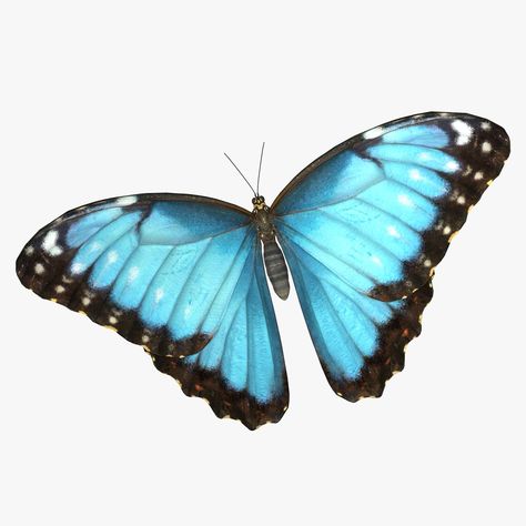 Emperor Butterfly 3D Model #AD ,#Emperor#Butterfly#Model Emperor Butterfly, Butterfly Model, Butterfly 3d, Max On, 3ds Max Models, Real Model, Beauty Website, Life Is Strange, 3d Artist