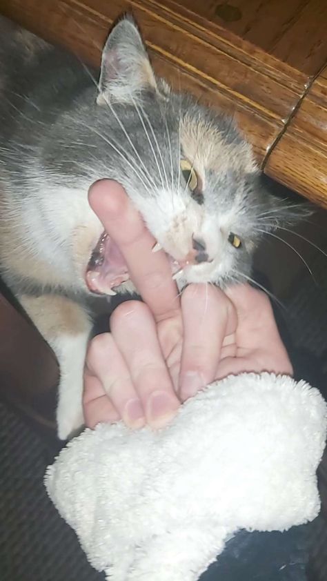 middle finger cat Cat Doing Peace Sign, Middle Finger Reaction Pic, Cat Showing Middle Finger, Middle Finger Aesthetic 90s, Forbidden Cats, Funny Reference, Rude Finger, Cat Middle Finger, Middle Finger Wallpaper