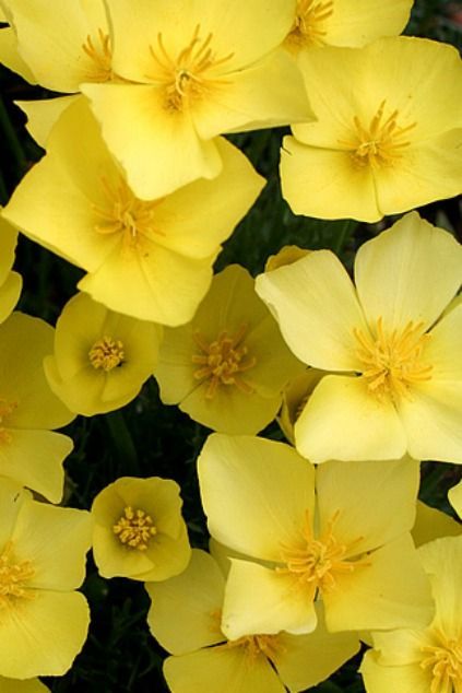 Primrose Aesthetic, Weird Flowers, Tropical Garden Ideas, Full Sun Flowers, Evening Star, Dainty Flowers, Evening Primrose, Flowers Perennials, Tropical Garden