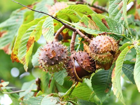 Aesculus hippocastanum Also known as buckeye and Spanish chestnut, the seeds, leaves, bark and flowers of horse chestnut trees have long been used medicina Buckeye Tree, Hemorrhoid Remedies, Horse Chestnut Trees, Horse Chestnut, Chestnut Trees, Chestnut Horse, Wild Plants, Flower Fairies, Seed Pods