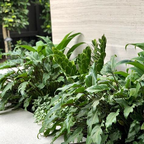 Philodendron Xanadu to courtyard garden beds adjacent to outdoor dining area. SOURCE: FORM Xanadu Plant, Philodendron Xanadu, Landscape Construction, Landscape Materials, Balcony Design, Courtyard Garden, Outdoor Dining Area, Exotic Plants, Front Garden