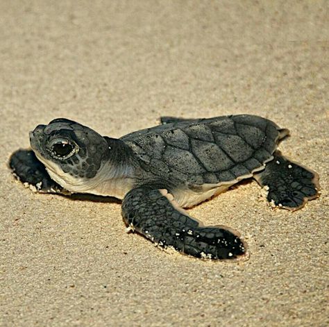 Baby Sea Turtle Sea Turtle Facts, Baby Reptile, Turtle Facts, Sea Turtle Pictures, Cute Tortoise, Turtle Time, Baby Sea Turtles, Turtle Sea, Baby Sea Turtle