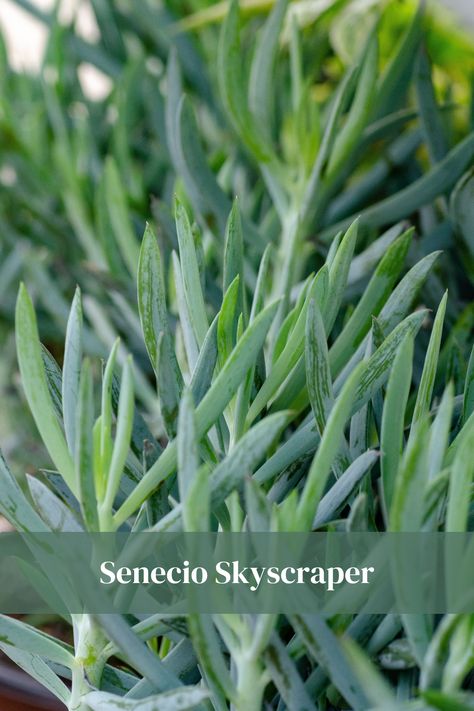 Like Blue Chalksticks, on steroids. Senecio Skyscraper is a strong, upright grower, reaching 2-3’ in one growing season. No staking or support necessary. Fabulous new structural component for succulent gardens. Can be used as a house plant. Southern Living Plants, Succulent Gardens, Danish Pastel, Living Wall, House Plant, 3 In One, Succulents Garden, Southern Living, A House