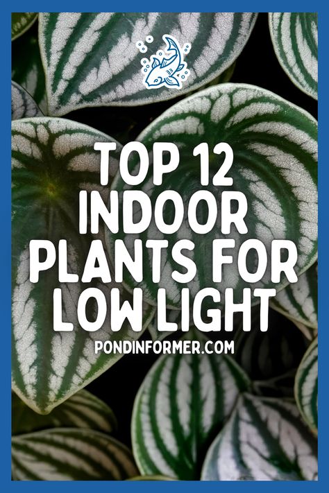 Indoor Plants For Low Light Areas, Indoor Plants With Low Light, Small Low Light Plants Indoor, No Light Plants Indoor, Best Indoor Plants For Low Light, Best Plants For Bedroom Low Lights, Low Light Plants Indoor, Indoor Plant Low Light, Plants That Don’t Need A Lot Of Light