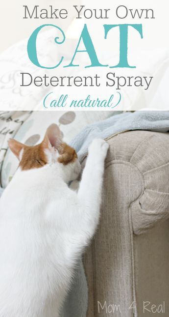 Dog Deterrent Spray, Cat Deterrent Spray, Dog Deterrent, Katt Diy, Cat Deterrent, Katt Grejer, Diy Cat Toys, Cat Pee, Cat Hacks