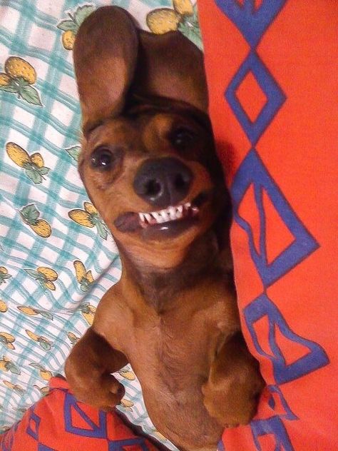 dachshund funny face Dachshund Breed, English Cocker Spaniel, Funny Dachshund, Weenie Dogs, Dachshund Lovers, Dachshund Puppies, Dachshund Love, Weiner Dog, Wiener Dog