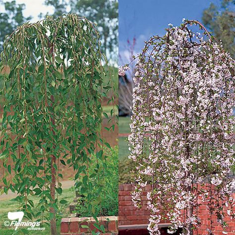 Weeping Cherry   Prunus 'Snofozam' - Snow Fountains® Cherry Weeping Willow Tree, White Weeping Cherry Tree, Snow Fountain Weeping Cherry, Bed Plants, Prunus Sargentii, Prunus Serotina, Flower Bed Plants, Weeping Trees, Weeping Cherry