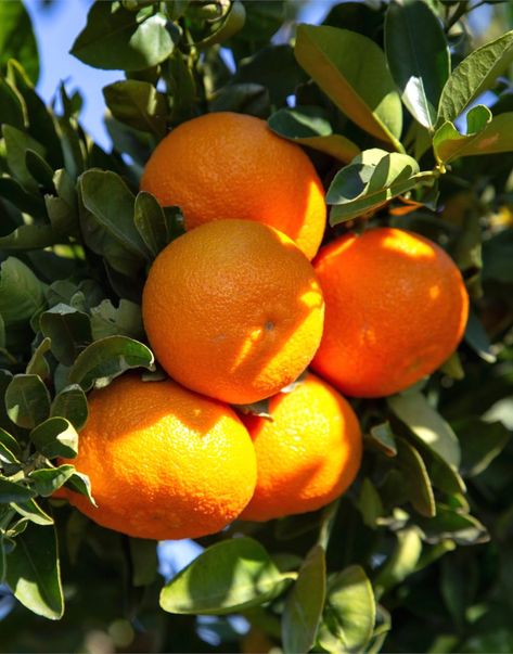 Tangerine Benefits, Satsuma Tree, Clementine Tree, Satsuma Orange, Tangerine Tree, Mandarin Tree, Tattoo Plant, Orange Skin, Fruit Photography