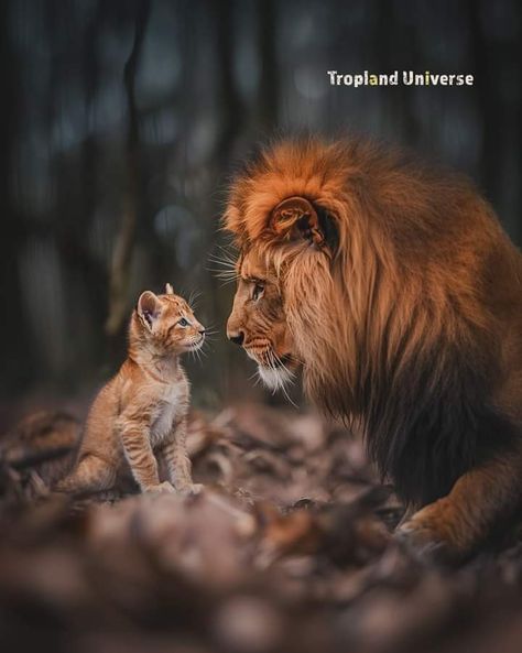 Lion Live Wallpaper, Lion Family, Pride Rock, Cute Cat Wallpaper, Chronicles Of Narnia, Cat 2, Animal Friends, A Lion