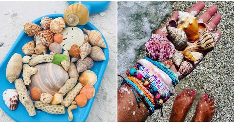 Where To Find Rare Shells In Florida Include Keewaydin Island Near Naples - Narcity Rare Shells, Deserted Island, Marco Island, Remote Island, Desert Island, Island Beach, White Sand Beach, White Sand, If You Love