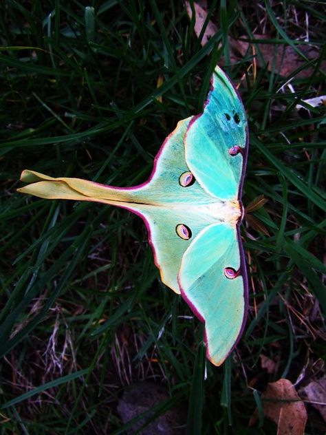 1000+ ideas about Luna Moth Tattoo on Pinterest | Moth Tattoo ... Luna Moth Tattoo Color, Moth Colors, Dear Animal, Luna Moth Tattoo, Kristina Webb, Lunar Moth, Cool Insects, Moth Caterpillar, Moth Tattoo